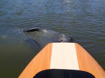 New Smyrna: Half-Day Guided SUP or Kayak Waterways Tour