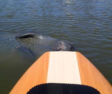 ニュー スマーナ : 半日ガイド付き SUP またはカヤック ウォーターウェイ ツアー