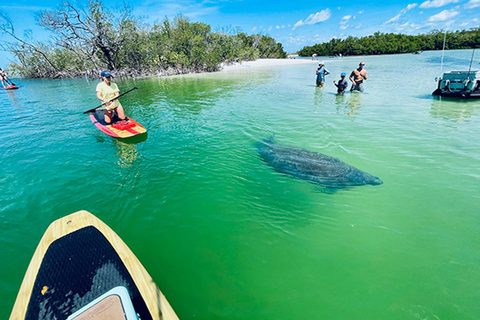 Naples, FL: Guided Standup Paddleboard or Kayak Tour Marco Island: Guided Standup Paddleboard or Kayak Tour