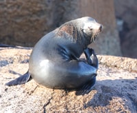 Triabunna, Maria Island e Ile des Phoques Day Trip en barco - Housity