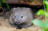 Triabunna, Maria Island e Ile des Phoques Day Trip en barco - Housity