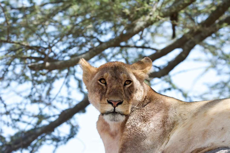 Ab Arusha: 7-tägige Big 5 Safari mit Unterkunft