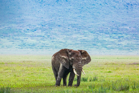 From Arusha: 7-Day Big 5 Safari with Accommodation