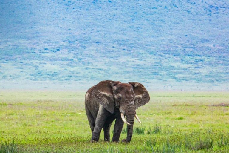 Ab Arusha: 7-tägige Big 5 Safari mit Unterkunft