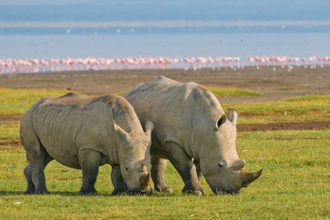 Ab Arusha: 7-tägige Big 5 Safari mit Unterkunft