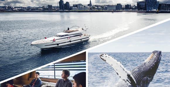 Reykjavik: Whale Watching and Dolphin Watching Yacht Cruise