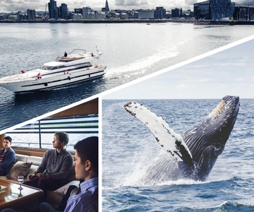 Reykjavik: Whale Watching and Dolphin Watching Yacht Cruise