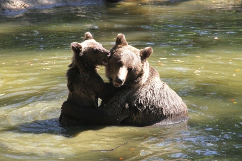 Brasov: privé-wandel- en berenreservaat in de KarpatenBrasov: privétrip Craiuli Mountains Hike & Bear Sanctuary