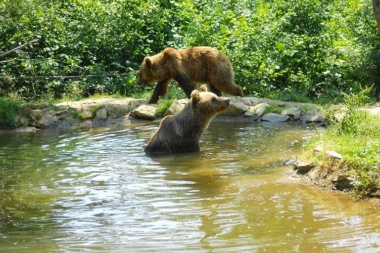 Brasov : Randonnée privée dans les Carpates et sanctuaire des oursBrasov : Randonnée dans les monts Craiuli et Sanctuaire des ours - Voyage privé