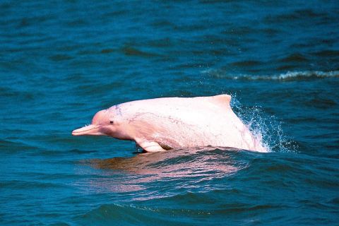 Koh Samui: Avvistamento dei delfini rosa e tour in motoscafo dell'isola di Pig