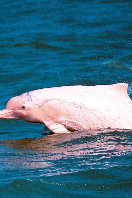 Koh Samui: Pink Dolphin Spotting & Pig Island Speedboat Tour 