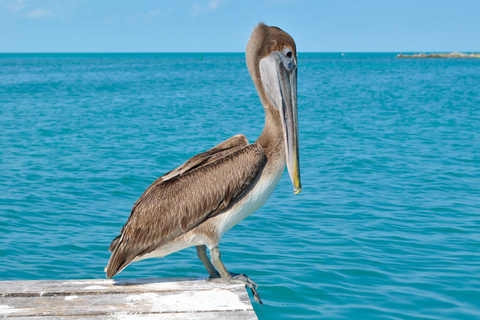 Au départ de Cancun : Excursion d'une journée à Contoy et Isla Mujeres