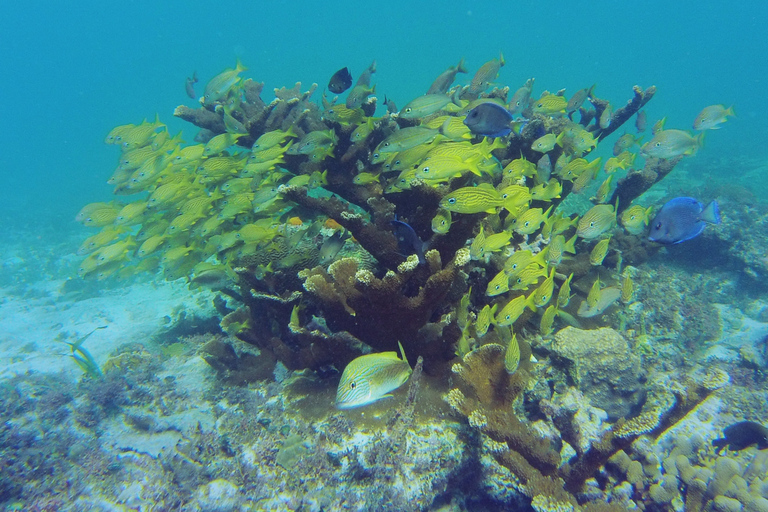 Au départ de Cancun : Excursion d'une journée à Contoy et Isla Mujeres