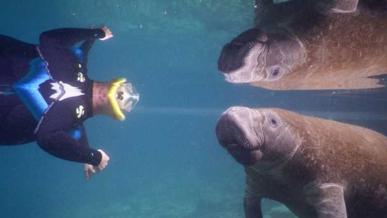 Homestead: Tour guiada de snorkel en Kings Bay en Manatee