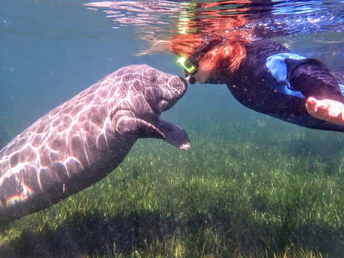 Homestead: Guided Manatee Snorkeling Tour in Kings Bay | GetYourGuide