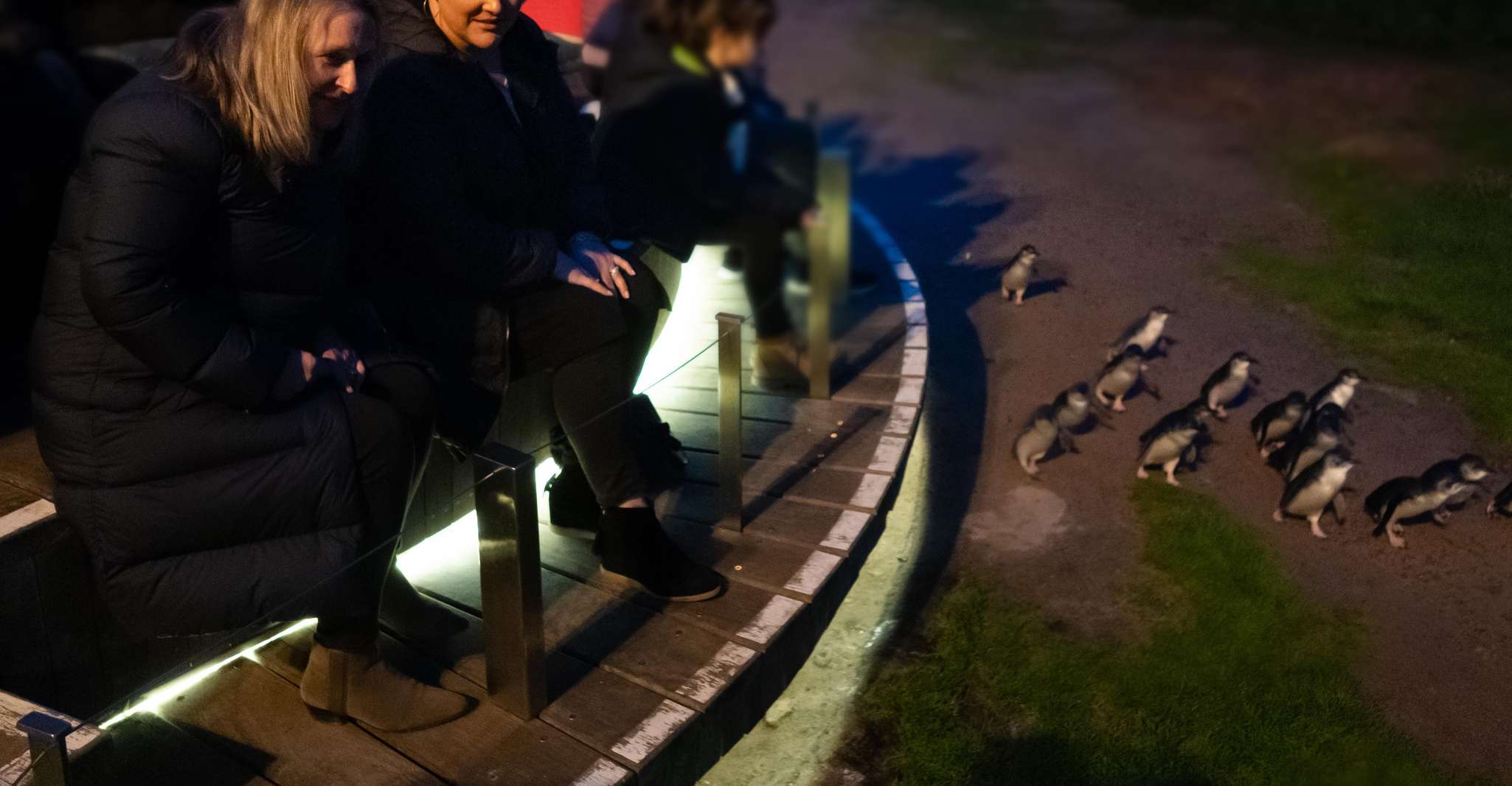 Penguin Parade, billet d'entrée de visualisation générale - Housity
