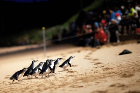 Penguin Parade: General Viewing Entry Ticket