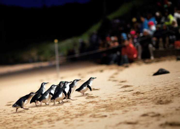 Phillip Island: biglietto d'ingresso per la visualizzazione generale della parata dei pinguini