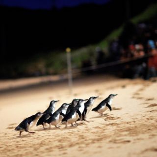 Phillip Island: Eintrittskarte für die Pinguin-Parade