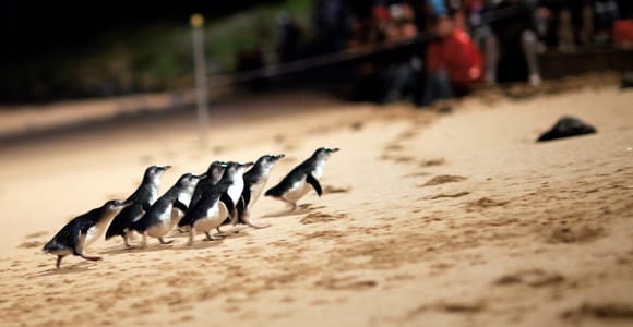 Penguin Parade: General Viewing Ticket