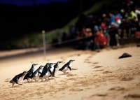 Penguin Parade, Algemene weergave Toegangsticket - Housity