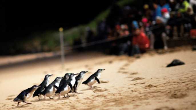 Phillip Island: Entrada al Desfile de los Pingüinos