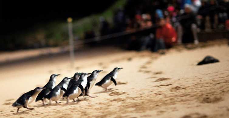 Phillip Island Penguin Parade Entry Ticket