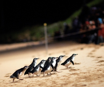 Parata dei pinguini: biglietto d'ingresso per la visione generale