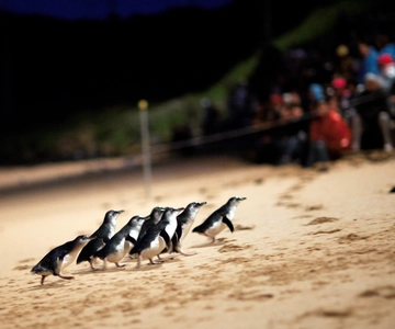 Desfile dos Pinguins: Bilhete de Entrada para Observação Geral