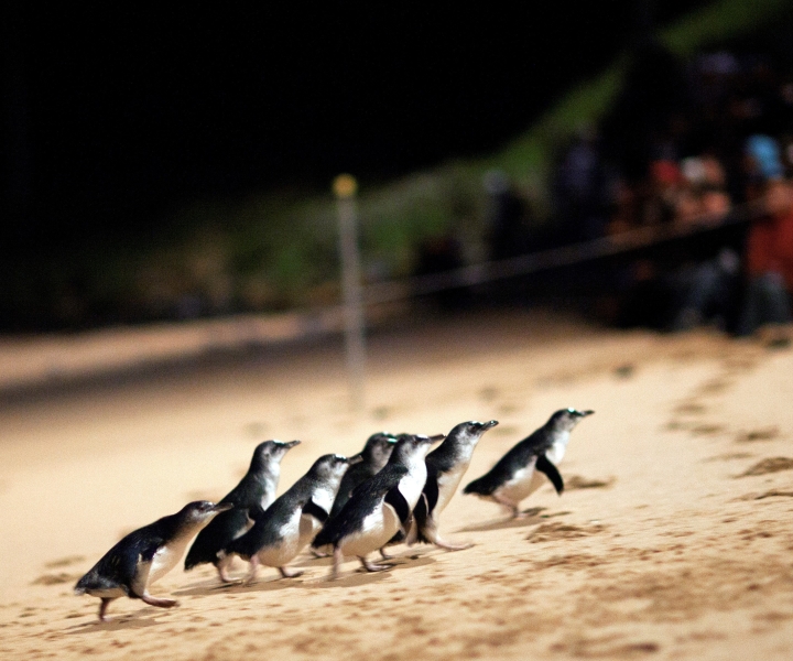 Phillip Island: biglietto d'ingresso per la visualizzazione generale della parata dei pinguini