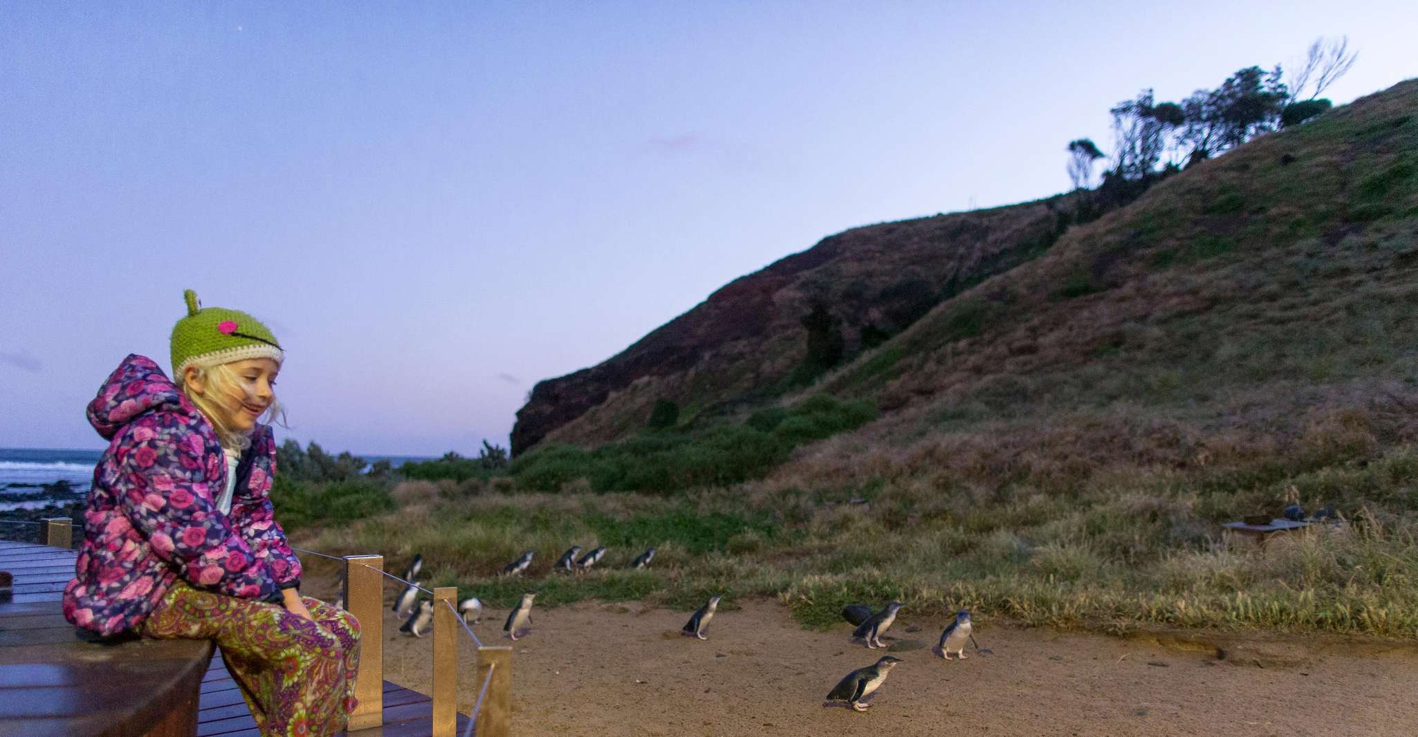Penguin Parade, billet d'entrée de visualisation générale - Housity
