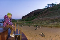 Penguin Parade, Algemene weergave Toegangsticket - Housity