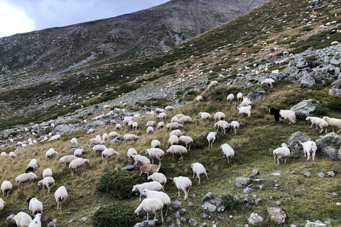 Gudauri et Kazbegi: excursion privée d'une journée au départ de Tbilissi