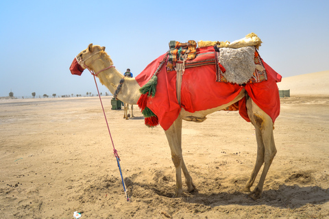 Doha : Tour du désert, chameaux, surf sur le sable et expérience des fauconsCoupe du monde : Circuit safari partagé