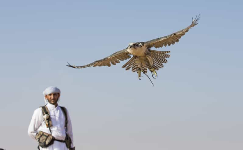 Doha: Desert Tour, Camels, Sand Surfing & Falcon Experience | GetYourGuide