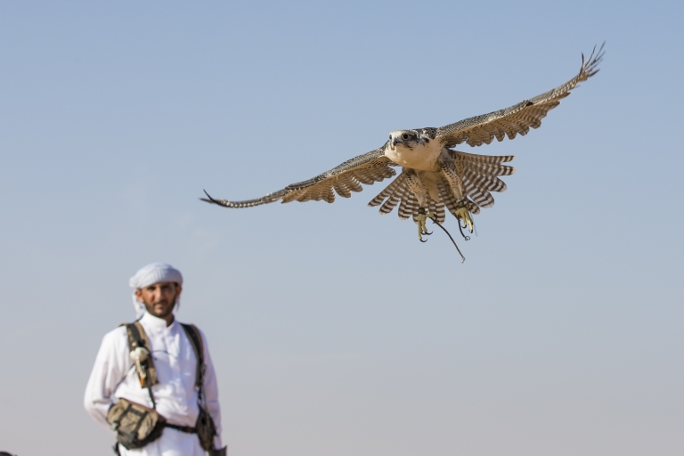 Doha: Excursión por el desierto, camellos, surf en la arena y experiencia con halconesMundial de Fútbol: Recorrido de Safari Compartido
