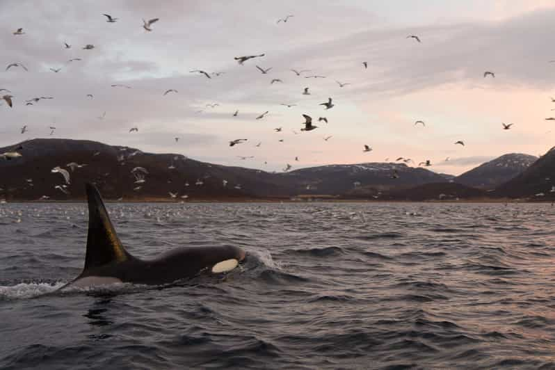 Tromsø: Tour Di Skjervøy In Gommone Per L'osservazione Delle Balene ...