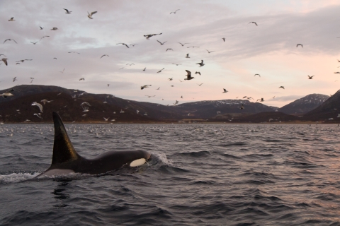 Tromsø: Skjervøy RIB-Walbeobachtungstour mit Getränken und Snack