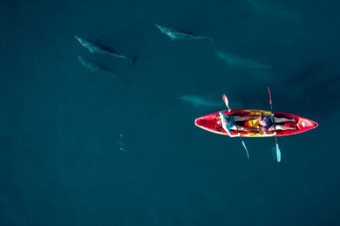 Tamarin: Opastettu melontaretki delfiinien kanssa
