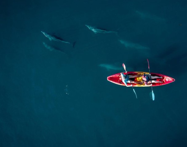 Visit Tamarin Guided Kayak Tour with Dolphins in Tamarin