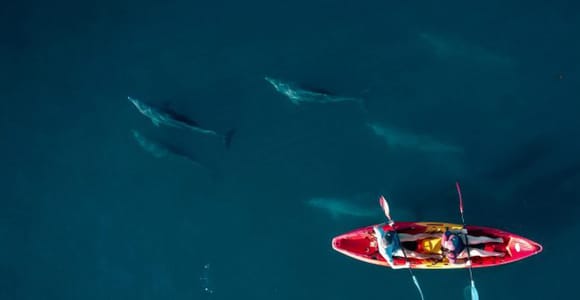 Tamarin: Guided Kayak Tour with Dolphins