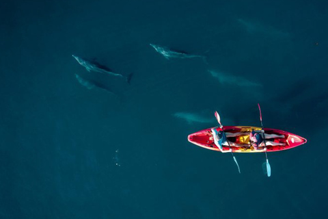 Tamarin : Excursion guidée en kayak avec des dauphins