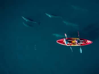 Tamarin: Excursión guiada en kayak con delfines