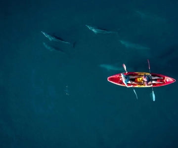 Tamarin: tour guidato in kayak con i delfini