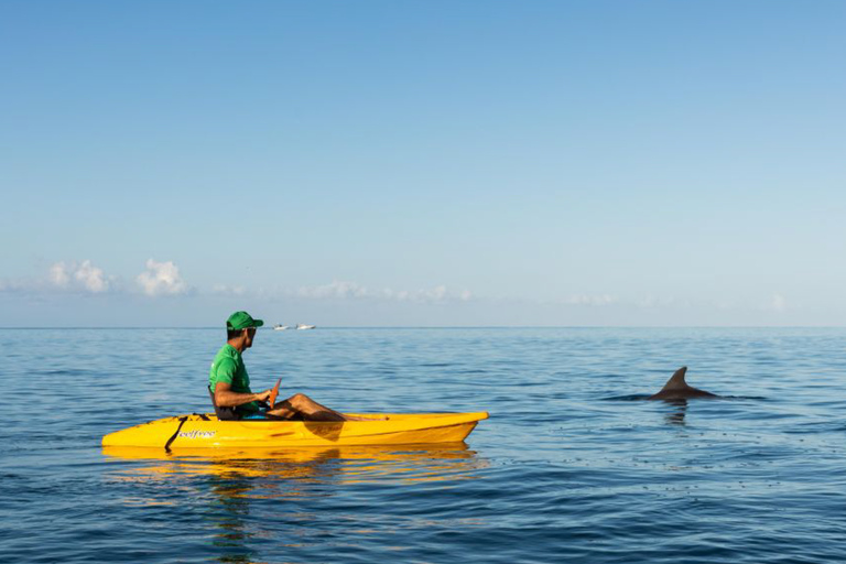 Tamarin: Excursión guiada en Kayak con Delfines