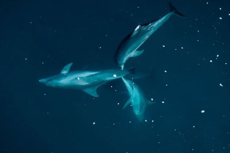 Tamarin: begeleide kajaktocht met dolfijnen