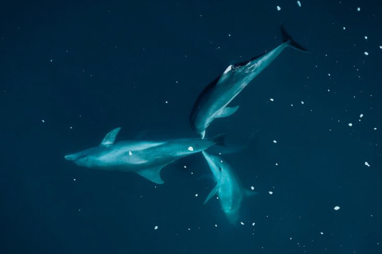 Tamarin : Excursion guidée en kayak avec des dauphins