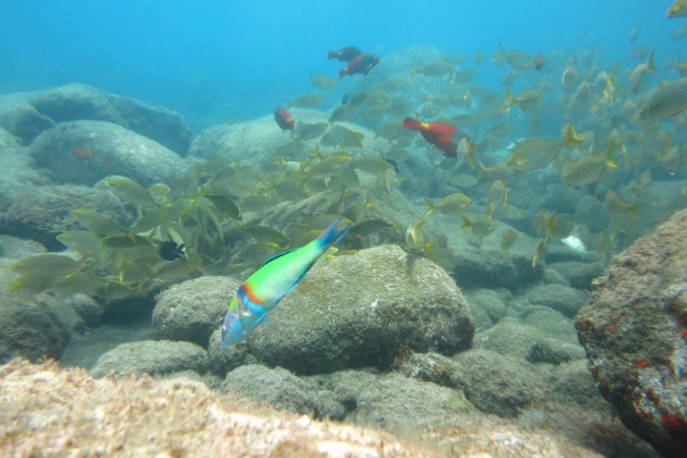 Funchal: Przygoda z nurkowaniem w Marine Eco ParkPodstawowe wyposażenie