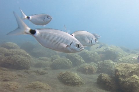 Funchal: Przygoda z nurkowaniem w Marine Eco ParkPodstawowe wyposażenie