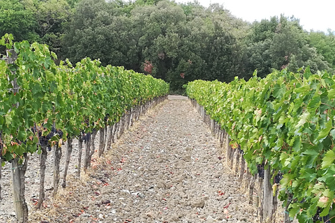 Au départ de Florence : Visite privée de la région du Chianti avec dégustation de vins